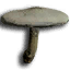 ICO_Agaricus_Campestris_01.png