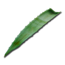 ICO_Aloe_Vera_Leaf.png