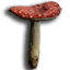 ICO_Amantia_Muscaria_01.png