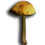 ICO_Armillaria_mellea_01.png