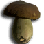 ICO_Boletus_Edilus_01.png