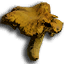 ICO_Cntharellus_Cibarus_01.png