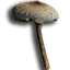 ICO_Lepiota_Procera_01.png